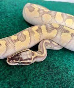 Exact Pastel Enchi Python Life Span