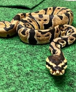 exact normal ball python female 79g
