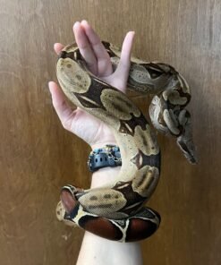 Exact Colombian Red Tail Boa Female at 1298g