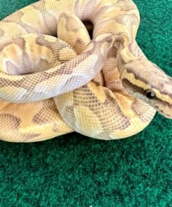 Exact Pastel Enchi Lesser/butter Ball