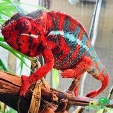 Diego Suarez Panther Chameleon