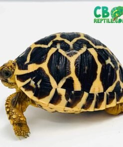 Indian Star Tortoise