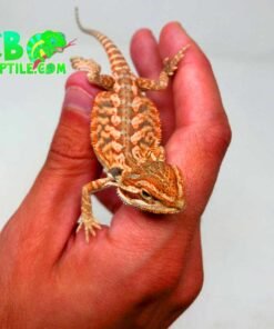 Inferno bearded dragon