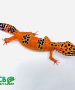 Inferno leopard gecko for sale
