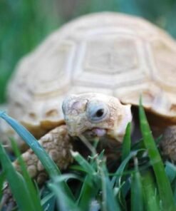 Ivory Sulcata tortoise