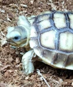 HET Ivory Sulcata tortoise
