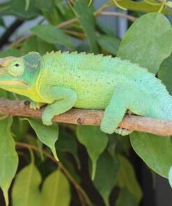 Jackson’s Chameleon for sale