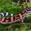 Japanese Cave gecko for sale