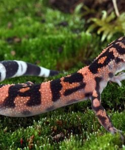 Japanese Cave gecko for sale