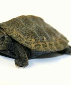 Japanese Pond turtle
