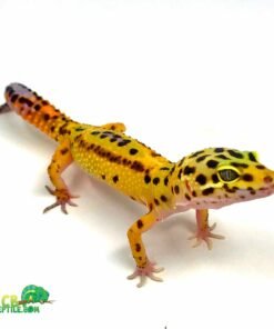 Jungle Designer Leopard gecko