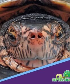 Kwangtung river turtle