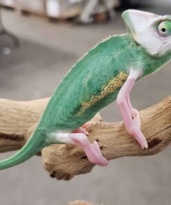 High White Pied Veiled Chameleons