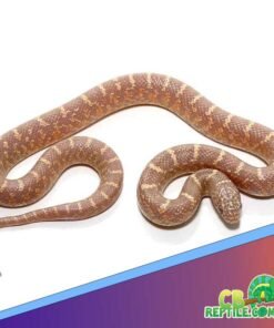 Lavendar Brooks Kingsnake