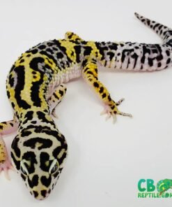 Lavender Bold Bandit Leopard geckos