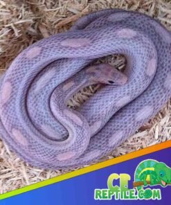Lavender Corn Snake