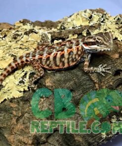 leatherback bearded dragon