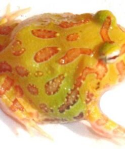 Lemon Albino Pacman Frog for sale