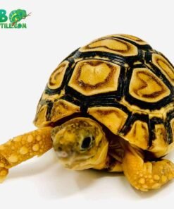 Leopard tortoise for sale