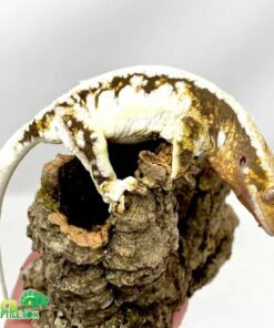 Lilly White Crested gecko