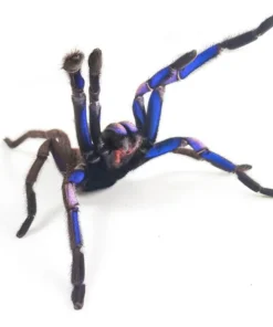 electric blue earth tiger tarantula