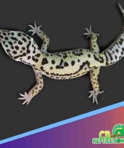 Mack Snow Jungle Leopard gecko