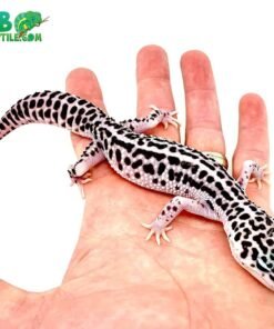 Mack Super Snow Leopard gecko for sale
