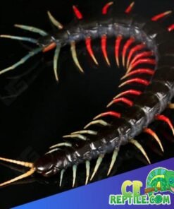 Jeweled Malaysian centipede
