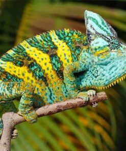 Designer Veiled Chameleon