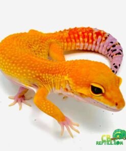 Mandarin Tangerine Leopard gecko