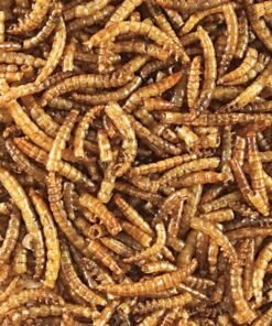 small mealworms for sale
