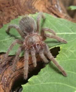 Mexican rose grey tarantula