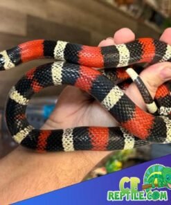 Pueblan Milk Snake for sale