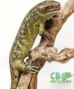 Monkey Tailed Skink for sale