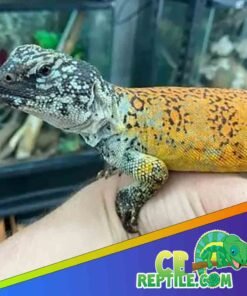 Moroccan Uromastyx