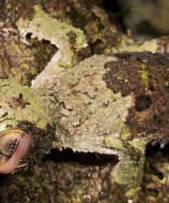 Mossy Leaf Tailed Gecko for Sale