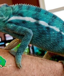 Nosy Be Panther Chameleon
