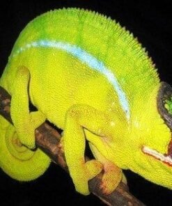 Nosy Mitsio Panther Chameleon for sale