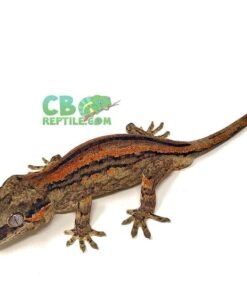 Orange Stripe Male Gargoyle Gecko