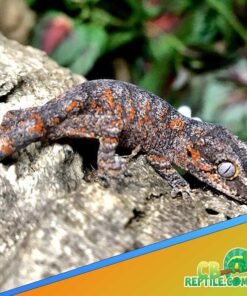 Orange Blotched Reticulated Gargoyle gecko for sale