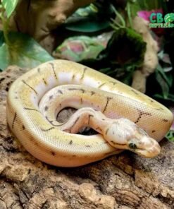 Orange Dream Spinner ball python