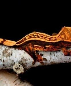 Orange Pinstripe Crested gecko
