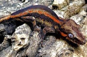 Orange Striped Gargoyle gecko for sale