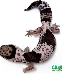 Oreo African Fat Tailed Gecko for sale