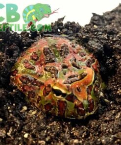 Ornate Pacman Frog for sale