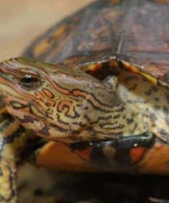 Ornate Wood Turtle for sale