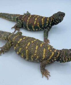 Ornate Uromastyx