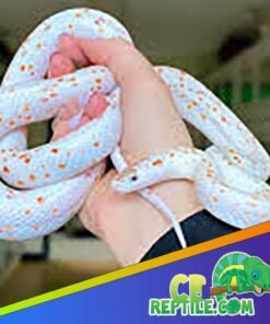 Palmetto Corn Snake