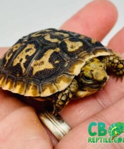 African Pancake Tortoise for sale