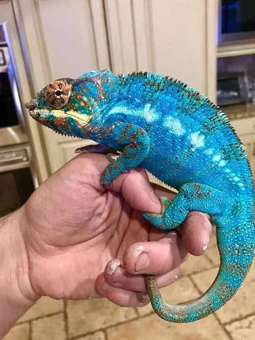 panther chameleon breeders near me